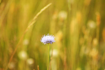 Blue wildflowers close up. Blooming season of wildflowers for beekeeping. Blue wildflowers as a beautiful background.の写真素材