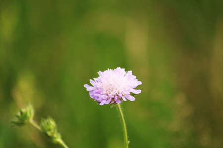 Blue wildflowers close up. Blooming season of wildflowers for beekeeping. Blue wildflowers as a beautiful background.の写真素材