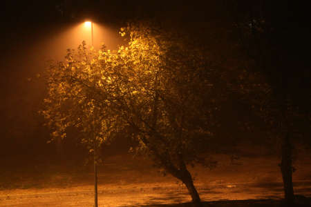 Autumn tree at night in the fog illuminated by a lantern. Beautiful autumn background at night in the fog.の写真素材