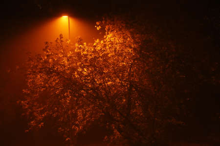 Autumn tree at night in the fog illuminated by a lantern. Beautiful autumn background at night in the fog.の写真素材