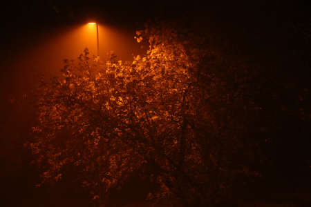 Autumn tree at night in the fog illuminated by a lantern. Beautiful autumn background at night in the fog.の写真素材