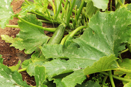 Healthy food - zucchini in the garden close-up. Gardening is a beautiful vegetable marrow in a greenhouse.の写真素材