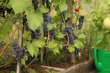 Green watering can in a greenhouse against a background of blue grapes. Gardening - blue grapes in a greenhouse, next to a green watering can.の写真素材