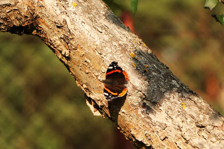 Close-up of a red butterfly on a tree on a green background. Nature in summer - a beautiful butterfly on an apple tree.の写真素材