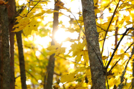 Fabulous tree leaves in autumn in the park. Beautiful yellow leaves of trees in autumn with backlighting.の写真素材