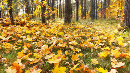 Fabulous tree leaves in autumn in the park. Beautiful yellow leaves of trees in autumn with backlighting.の写真素材