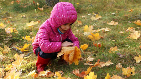A girl in the autumn in the park collects yellow leaves of trees. A child in a red jacket walks in the autumn park.の写真素材