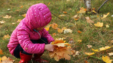 A girl in the autumn in the park collects yellow leaves of trees. A child in a red jacket walks in the autumn park.の写真素材
