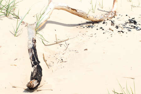 Decorative single plant on the sandy shore. Green plant on a sandy background.の写真素材