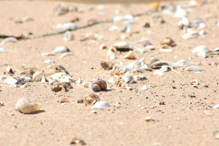 Sea shells on the sandy shore. Decorative background - seashells on a sandy beach.の写真素材