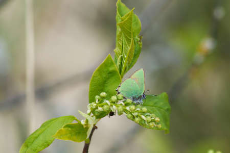 Beautiful background - a tree branch with an ant on green leaves against the blue sky. Wallpaper background - nature with insects against the blue sky.の写真素材