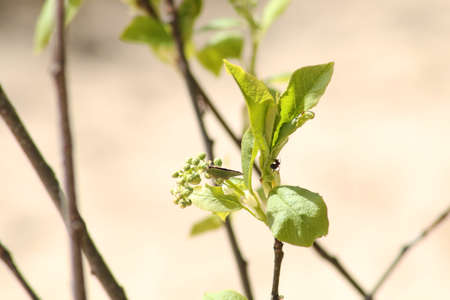 Beautiful background - a tree branch with an ant on green leaves against the blue sky. Wallpaper...