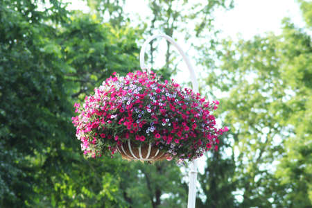 Flower bed of bright flowers in the park. Decorative flowers in a basket hang on a pole.の写真素材