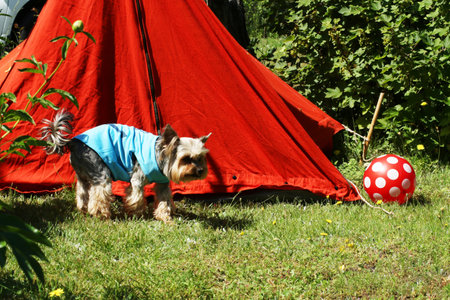 Summer family travel with tent. Dog on the background of a red tent on a green lawn.の写真素材