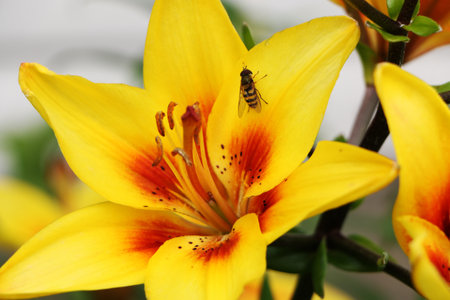 Beautiful Flowers in the summer in the garden. A bee collects honey on a beautiful yellow flower.の写真素材