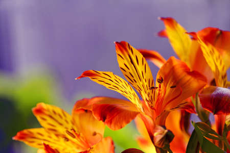 Close-up of a lily flowerの写真素材
