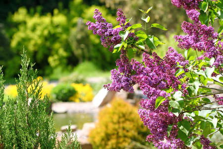Lilac bush in botanical to a garden