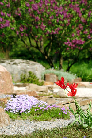 Tulip flower in botanical to a gardenの写真素材