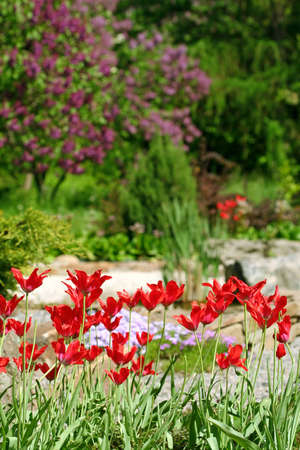 Tulip flower in botanical to a gardenの写真素材