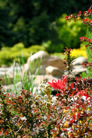 Tulip flower in botanical to a gardenの写真素材