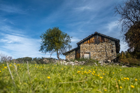 Old abandoned stone house on a green hill full of yellow daisies.の写真素材
