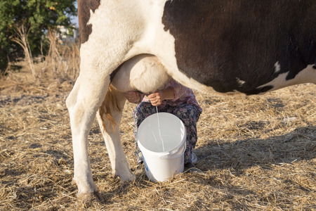 Milking of a Cow by Handの写真素材