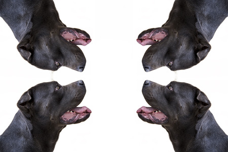 Isolated black dogs profile on white backgroundの写真素材