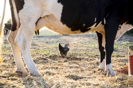 Chicken on traditional free range poultry farmの写真素材
