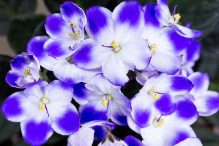 Blue and white violet blooming