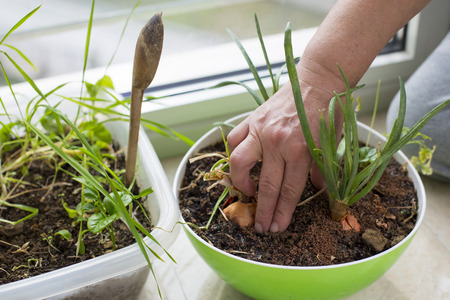 Female hands planting onion at home as a micro-farming. Indoor gardening, environmental themesの写真素材