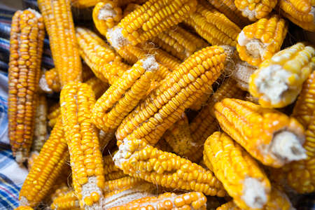 Yellow colored organic raw corn cobs in a basket. Textured effect with yellow corn kernels in cobs