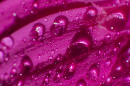 Water drops on rose leafの写真素材