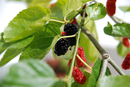 Black and red mulberry close up image.の写真素材