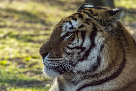 Portrait of a Bengal tiger. Ultra zoom photography.の写真素材