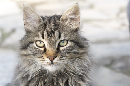 Smart face of fluffy big cat with yellow eyes.の写真素材