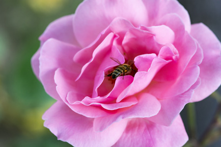 Bee on pink rose close up image.の写真素材