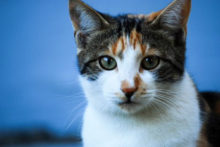 Domestic cat portrait close up image.の写真素材