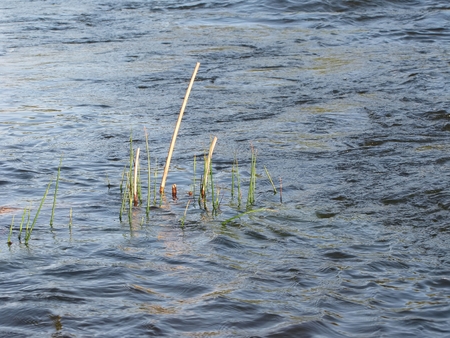 The plant breaks through the water column, a new generationの写真素材