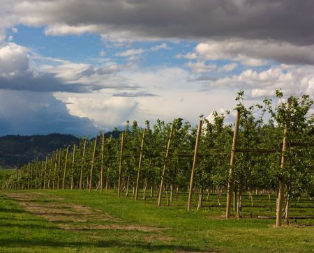 cherry yardの写真素材