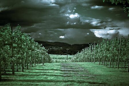 cherry wayの写真素材