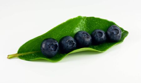 five big blueberries on a green leaf の写真素材