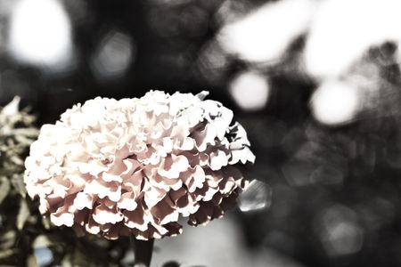lonely yellow marigold on blurry background 2の写真素材