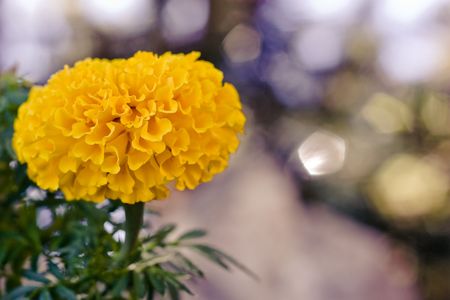 lonely yellow marigold on blurry background 5