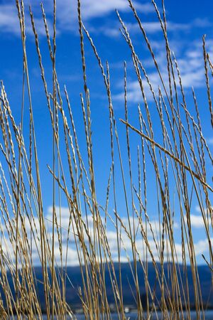 azure sky view through yellow lawn 2の写真素材