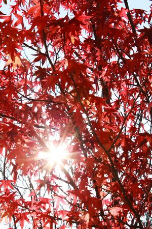 sun is looking through red leaves 2の写真素材