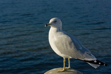 a big white gull watching horizon in a sunny day 3の写真素材