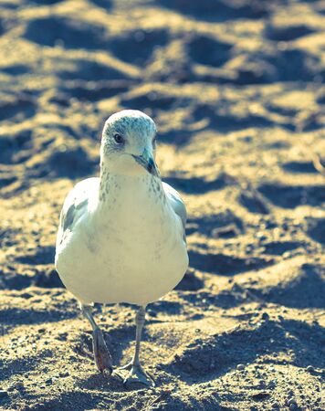 a gull walking on the beach sand in a sunny dayの写真素材
