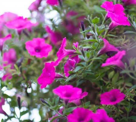 A lush patch of petunias in pink and purpleの写真素材