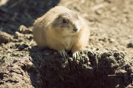 Gopher(Spermophilus dauricus) in the wild nature near the minkの写真素材