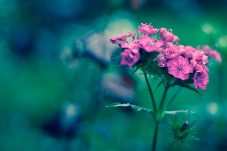 little red flower on green backgroundの写真素材